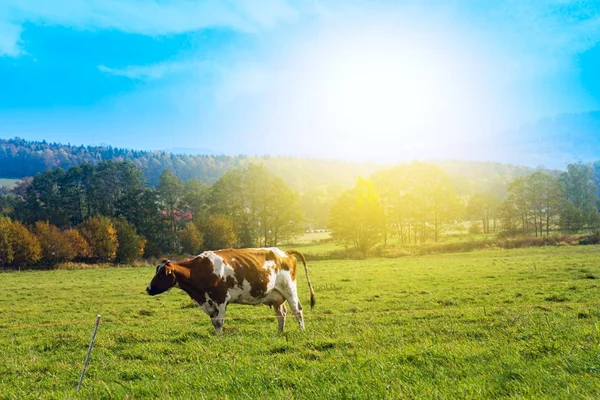 Troupeau Vaches Champ Vert Été — Photo