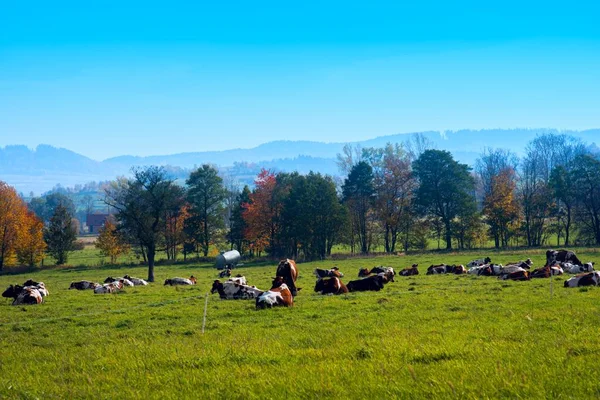 Rebanho Vacas Campo Verde Verão — Fotografia de Stock