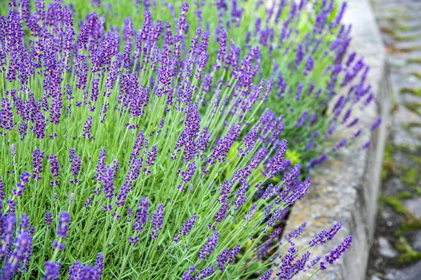 Flores Nos Campos Lavanda Flores Roxas Jardim — Fotografia de Stock