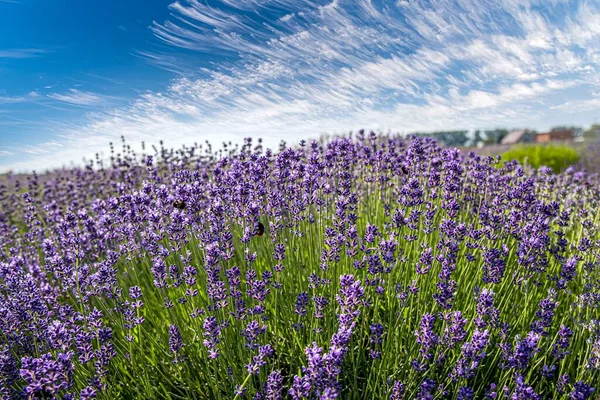 Fields Lavender Blue Sky Purple Bush — Stock Photo, Image