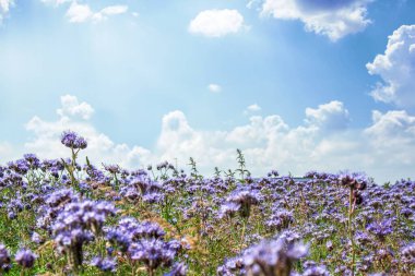 Hava, sıcacık gökyüzü, çiçek açan bir tarlanın üzerinde.