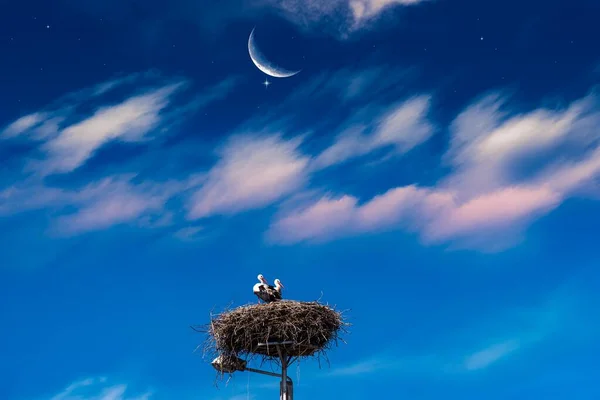 blue sky at dawn with the moon and storks in the nest