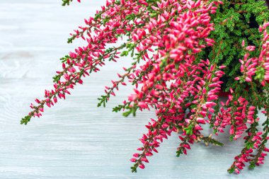 Ozan çiçeği rengi mavi arkaplan üzerinde, yakın plan