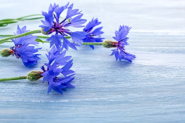 stock image Still life with bouquet of wild flowers ,  Branch of blue   flowers