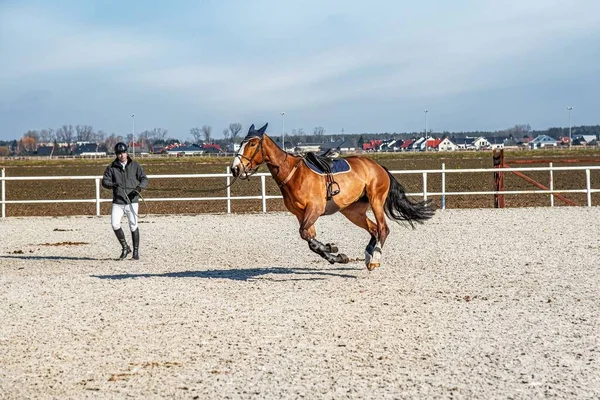 ジョッキーは茶色の馬を綱に乗せる 馬への愛 — ストック写真