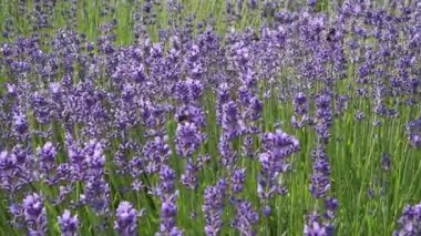 Lavanta, lavanta yağı üretmeye hazır bir alanda bol miktarda çiçek açar. Bal arıları lavantadan nektar topluyor.