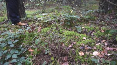 Bir adamın bacağında kahverengi çizmeler. Ormanda Yürüyen Erkek Turist. Çizmeli ayaklar, ormanda yürüyüş. 