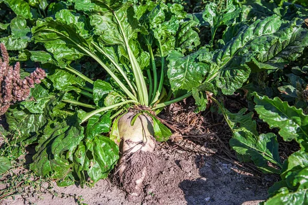 鳕鱼甜菜生长在有机土壤中 用于肥化 持有蔬菜的农民 — 图库照片