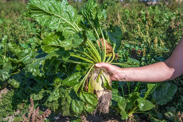 Las Remolachas Forrajeras Crecen Suelo Orgánico Utilizan Para Engorde Agricultor — Foto de Stock