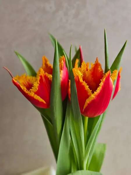 Bouquet of multi-colored tulips. Tulip is a perennial bulbous plant with bright flowers from the genus Tulipa. beautiful bouquet of tulips on a light background