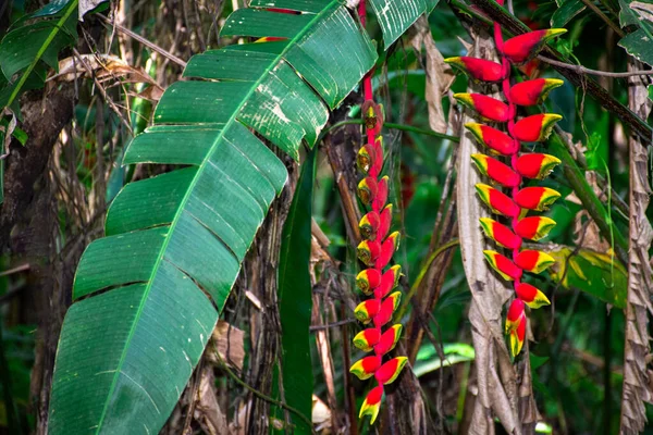Tropikal yapraklar arasında parlak kırmızı ve turuncu braketlerle sarkık ıstakoz pençesi çiçeği