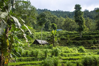 Canlı, yeşil tarlalar ve tropikal yeşillikler arasında, yemyeşil bir kulübeyi yemyeşil tepelerin zemininde gösteren pitoresk kırsal bir manzara..