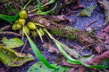 Pholidota imbricata, yaygın olarak çıngıraklı yılan orkidesi veya kolye orkidesi olarak bilinir.