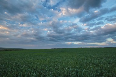 Rusya, zaman atlamalı. Don geniş bozkırlarında erken bahar kış buğday alanları üzerinde thunderclouds hareketi.