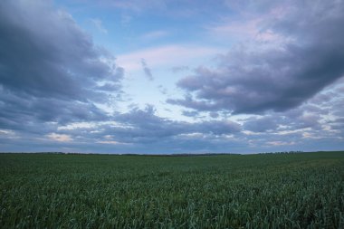 Rusya, zaman atlamalı. Don geniş bozkırlarında erken bahar kış buğday alanları üzerinde thunderclouds hareketi.