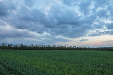 Rusya, zaman atlamalı. Don geniş bozkırlarında erken bahar kış buğday alanları üzerinde thunderclouds hareketi.