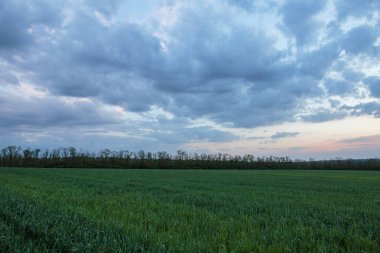 Rusya, zaman atlamalı. Don geniş bozkırlarında erken bahar kış buğday alanları üzerinde thunderclouds hareketi.