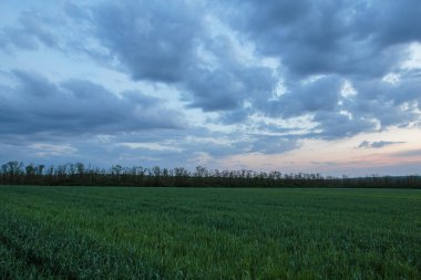 Rusya, zaman atlamalı. Don geniş bozkırlarında erken bahar kış buğday alanları üzerinde thunderclouds hareketi.