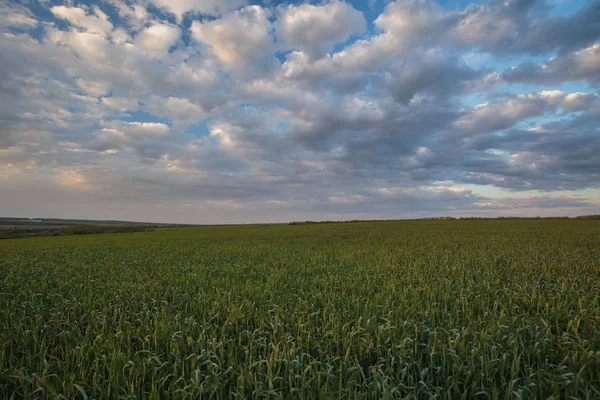 Rusko Časová Prodleva Pohyb Bouřkové Mraky Nad Poli Ozimé Pšenice — Stock fotografie