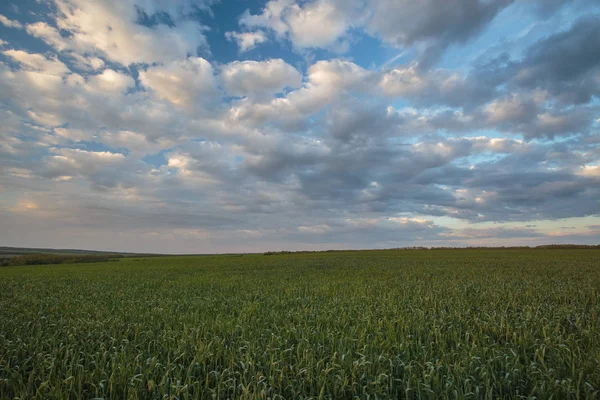 Rusko Časová Prodleva Pohyb Bouřkové Mraky Nad Poli Ozimé Pšenice — Stock fotografie