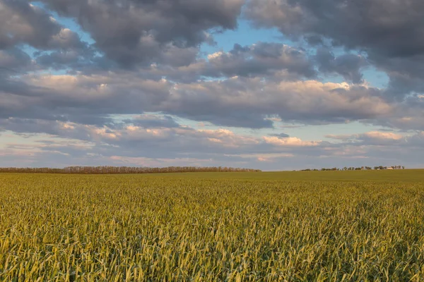 Rusya, zaman atlamalı. Don geniş bozkırlarında erken bahar kış buğday alanları üzerinde thunderclouds hareketi.