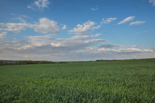 Rusko Časová Prodleva Pohyb Bouřkové Mraky Nad Poli Ozimé Pšenice — Stock fotografie