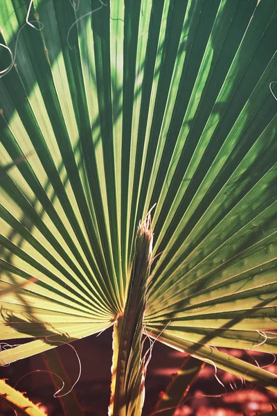 Текстура Пальмового Листа Ярким Градиентным Цветом — стоковое фото