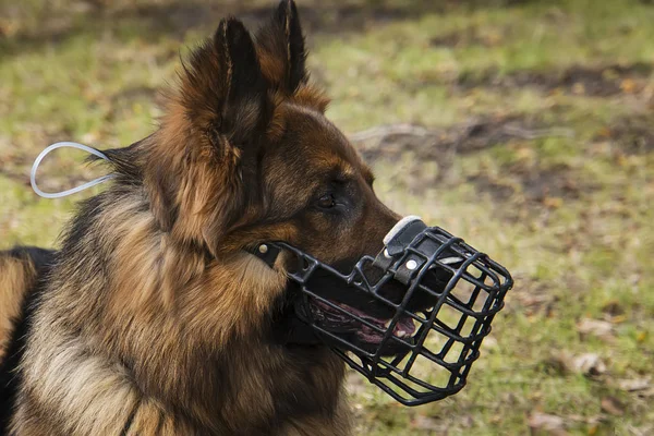 Dog with Muzzle portrait. dog, shepherd in a muzzle. Walking dogs in nature. protection from dog bites.