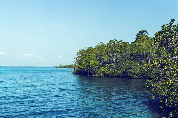 Bela Moita Exuberante Mangue Sri Lanka Árvores Que Crescem Mar — Fotografia de Stock