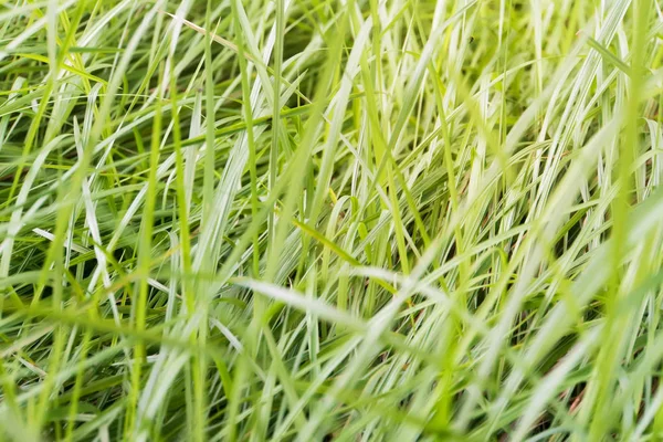 Perfect green background by the fresh grass. Tall stems of green grass. Green texture.