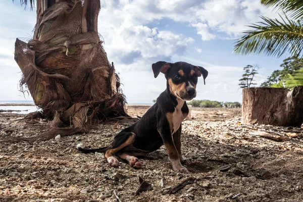 Perro Vacaciones Verano Playa Bajo Una Palmera Pequeño Lindo Cachorro —  Fotos de Stock