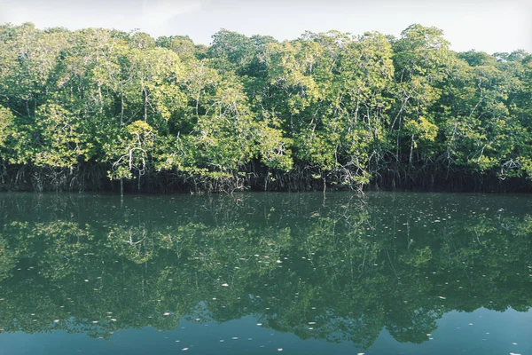 Manglar Árboles Verdes Agua Raíces Abiertas Isla Caribeña República Dominicana — Foto de Stock