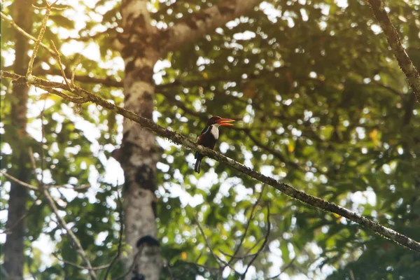 Schöner Weißkehl Eisvogel Halcyon Smyrnensis Schöner Vogel Auf Einem Ast — Stockfoto