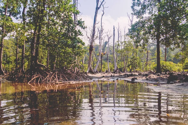 Floresta Manguezal Costeira Inundada Local Tropical — Fotografia de Stock