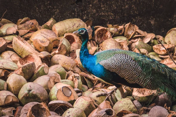 Nahaufnahme Von Körper Und Kopf Eines Schönen Pfaus Mit Steinen — Stockfoto