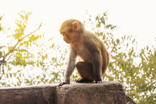 डमध — स्टॉक फोटो, इमेज