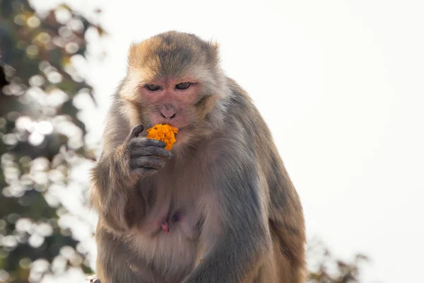 Macaco Femenino Tiene Flores Amarillas Hábitat Natural India Mono Malvado —  Fotos de Stock