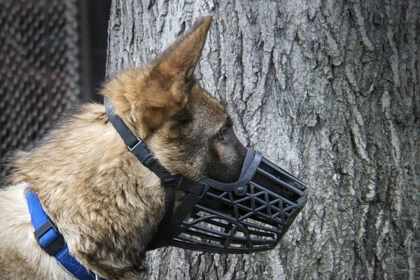 Retrato Pastor Alemão Cães Ambulantes Natureza Proteção Contra Mordidas Cães — Fotografia de Stock