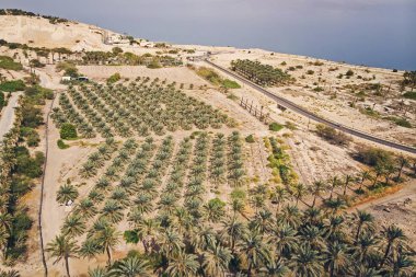 Plantation tarihi avuç top havadan görünümü... Tarihi palms Orta Doğu'daki gelişmiş çöl tarımda önemli bir yere sahip. Egzotik bitkiler arka plan. Tarihi üretim