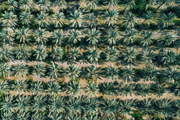 Plantation of date palms top view, aerial view.. Date palms have an important place in advanced desert agriculture in the Middle East. Background of exotic plants. Date production