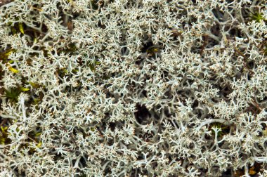 liken üzerinde Ren geyiği beslenir. Beyaz yosun