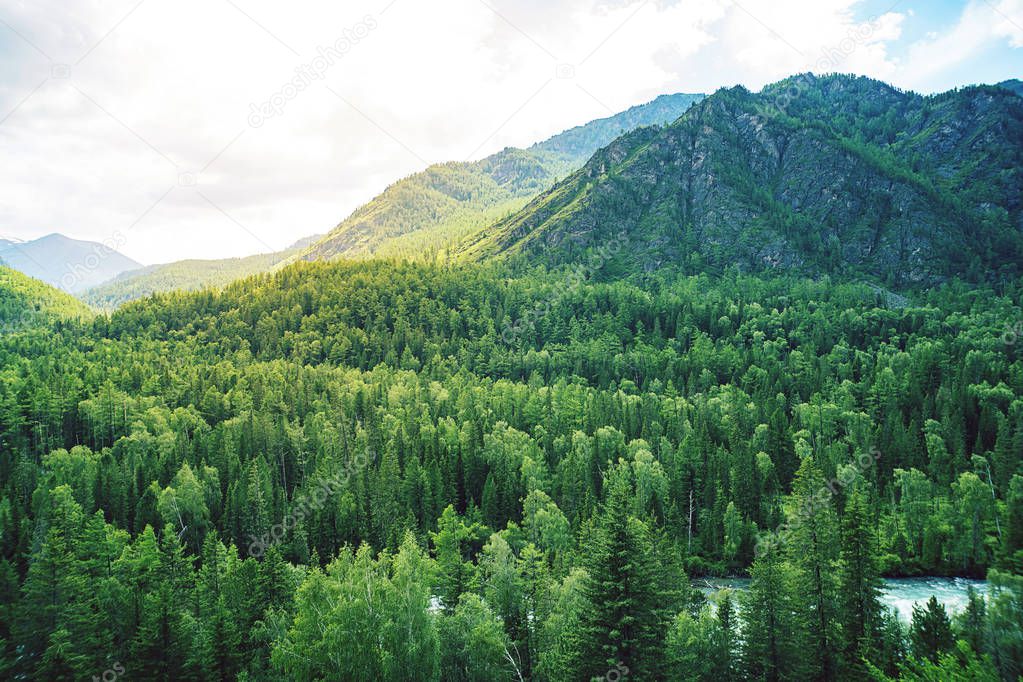 Valley and mountain ridge. thick forest nature landscape aerial drone view high above thick forests. Beautiful taiga landscape. Wild pristine nature