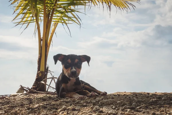 Perro y relajarse bajo la palma en la playa —  Fotos de Stock