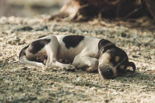 Los perros están durmiendo y relajándose en la arena bajo el árbol en la playa —  Fotos de Stock