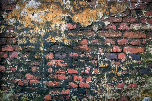 corner of a brick wall with moss mold