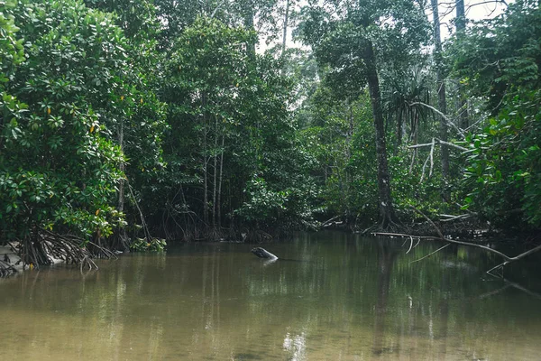 El bosque verde en el agua, fondo del árbol de manglares . — Foto de Stock