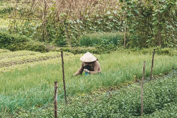 Agricultor con sombrero vietnamita tradicional en el campo en Vietnam. Trabajador haciendo trabajo de agricultura en planta. La vida de un hombre o una mujer en la plantación. Recogiendo planta verde —  Fotos de Stock