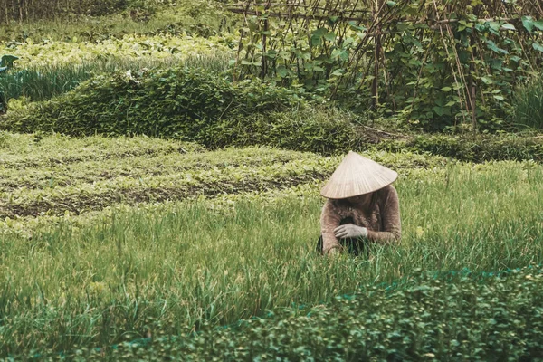 Agricultor usando chapéu tradicional vietnamita em campo no Vietnã. Trabalhador a fazer trabalho agrícola na fábrica. Vida de um homem ou mulher em Plantation. Colheita de planta verde — Fotografia de Stock