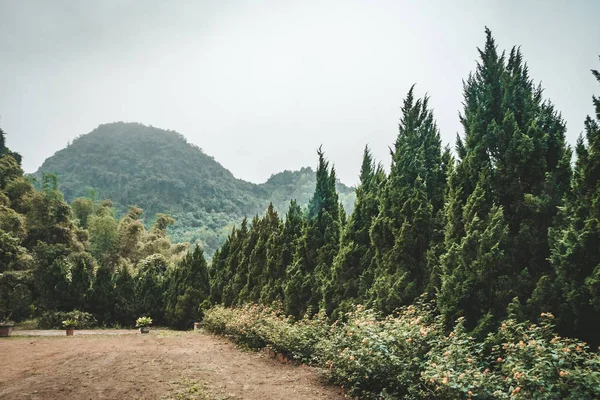 Лесной склон в низко лежащих облаках с вечнозелеными хвойными породами, окутанными туманом в живописный пейзаж — стоковое фото