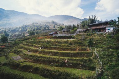 Pirinç tarlaları yağmur mevsiminde, Lao Cai, Vietnam 'da terasta. Pirinç tarlaları Kuzeybatı Vietnam 'da nakil için hazırlanıyor.